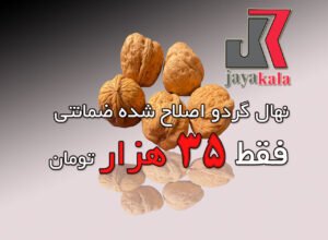 خبر روز : نهال گردو اصلاح شده و تضمینی فقط ۳۵ هزار تومان