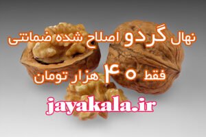 خبر روز : خرید نهال گردو با تخفیف ۸۰ درصدی و قیمت ۴۰ هزار تومان