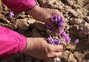 خبر اقتصادی : فائو و ایران پروژه جدیدی برای افزایش اصالت زعفران امضا کردند