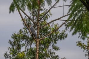 خبر سبک زندگی : «شهباز» پرنده شکاری گمشده، پس از ۵۵ سال دیده شد!/ عکس