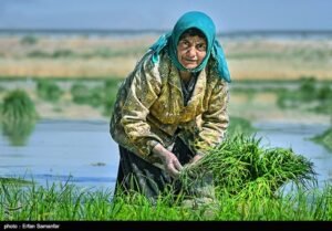 خبر اقتصادی : “ورشکستگی آبی ایران” بهای گزاف عدم اصلاح الگوی کشت